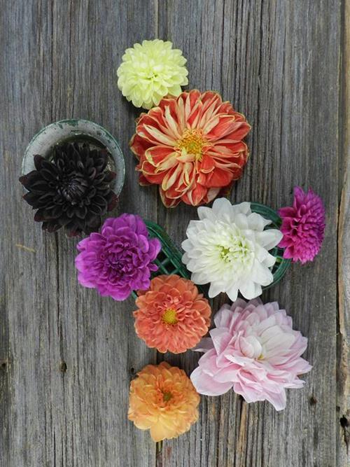 ASSORTED DAHLIA